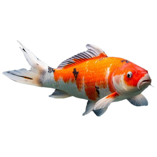 Imagem do peixe Carpa